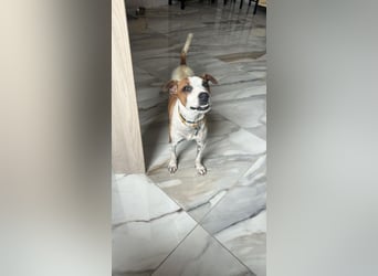 Benny - Vom Berg gerettet - Benny sucht sein Glück