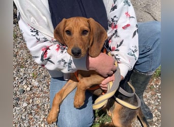 Ellie, eine wunderschöne und liebe Welpine sucht ihre Menschen