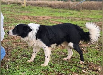Dacapo (Spanien) – ein sanfter Senior sucht ein liebevolles Zuhause