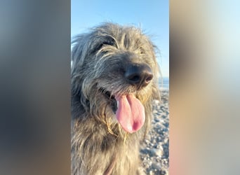 Balou wartet auf sein Für-Immer-Zuhause