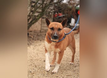 Dingo VA - Langzeitinsasse wartet auf sein Happy-End