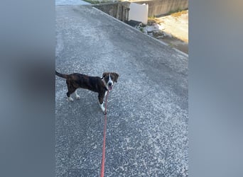 Valentina sucht ihr Zuhause
