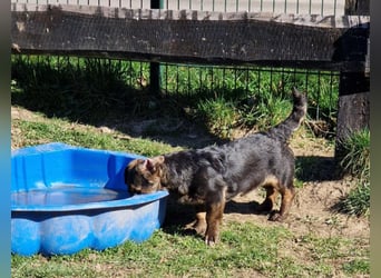 Murmel sucht Familie