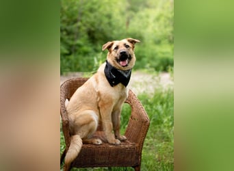 Treue MASHA wird ein perfekter Familienhund