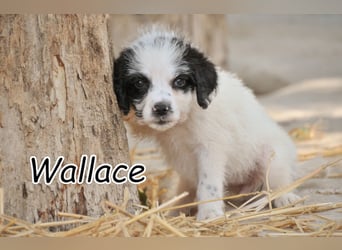 Darf Wallace Ihr kleiner Freiheitskämpfer werden?