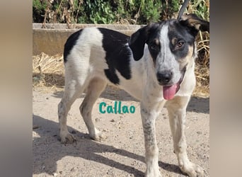Callao 01/2022 (ESP) - super sympathischer, geselliger, verträglicher und verspielter junger Rüde!