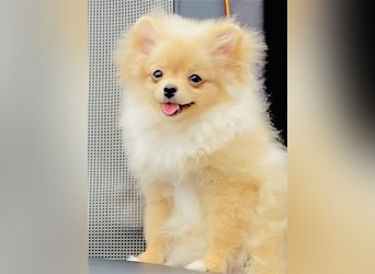 Zwergspitz Pomeranian Weibchen 5Monate jung