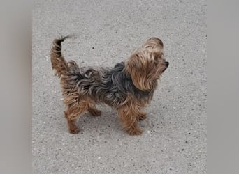 ROCKY-SCHEIDUNGSHUND