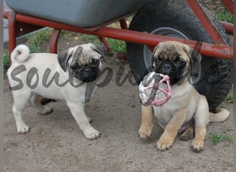 Mops 2.0 Welpen, Rüde, 13 Wochen, Ahnentafel CfdM / VDH / FCI