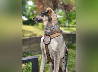 Nadja - fröhliche, aktive, liebe Schäferhund Mix Hündin / Pflegestelle in Remlingen