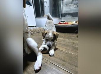 Jake, Rüde, aktuell 5 Monate, Größe noch nicht bekannt