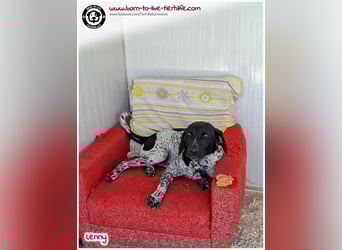 Handicap Fellnasse Lenny sucht ein Zuhause für immer