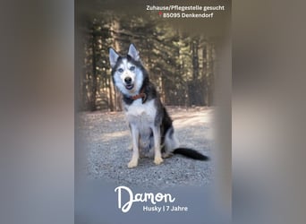 Siberian Husky Notfall dringend kinderlieb katzenverträglich lieb