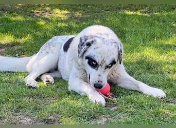 Snow, geb. ca. 06/2023, lebt auf einer Pflegestelle in 47652 Weeze