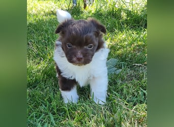 Bezaubernde Welpen aus Bolonka Zwetna und Pomeranian (Zwergspitz)