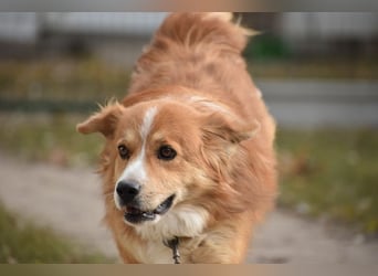 Ralph sucht endlich ein Körbchen