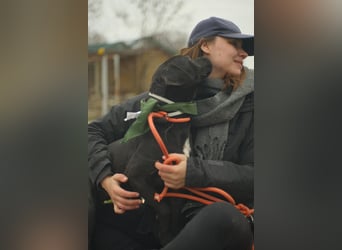 Agora,unaufdringlicher Staffi sucht seine Menschen in NL/CH/A oderSWE