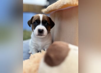 Jack Russel Terrier Welpen mit Stammbaum