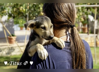 Teddy und seine Geschwister suchen ab September ein Zuhause