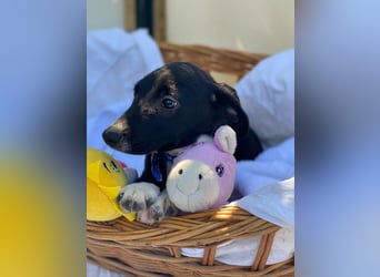 Alex LM - Zuhause gesucht – Neun kleine Hundekinder auf großer Mission