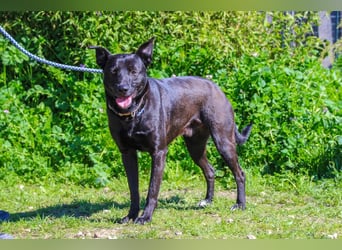 Faustino, Labrador-Mix - freundlich und sozial