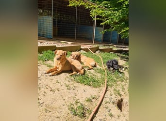 SVEN – ein Senior auf der Suche nach dem Glück
