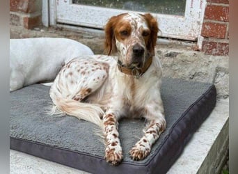 Lieber Setter ♥Luca♥ in 84513 Töging