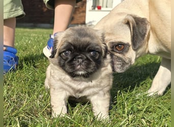 Mops Welpen  ( Altdeutsche )