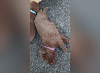 Ein brauner Labradorwelpe (Hündin) in liebevolle Hände abzugeben.