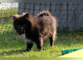 Zwergspitz Pomeranian Welpen Bärchengesichter mit Ahnentafel