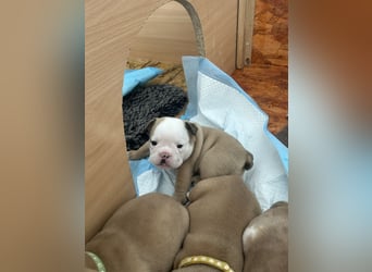 Englische Bulldoggen Welpen– 7 süße Mädels suchen bald ein Zuhause!