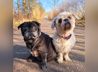 Lilly - ist zu allen Menschen freundlich