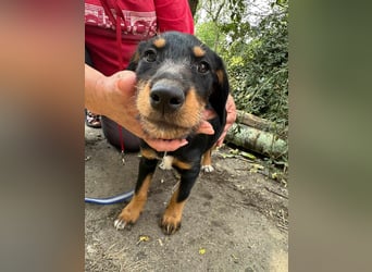 Alexa, geboren 16.03.2025, 21cm sucht ihr Zuhause