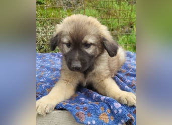 Romeo ❤️ verspielter, verträglicher Bub!