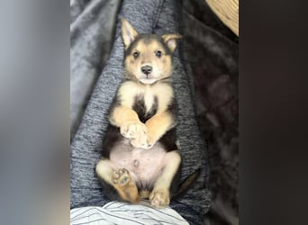 Lenny sucht sein Traumkörbchen