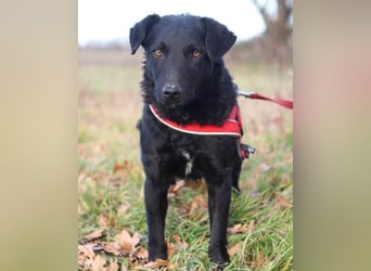 Feiner, kleiner Jungrüde Bono ❤️ Jagdterrier- und Kroatischer Schäfi-Mix