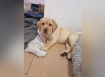 Labrador Welpe (Hündin) sucht ihr Traumzuhause