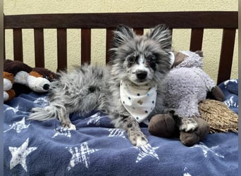 Lio – kleiner Spitz mit großem Herzen sucht ein liebevolles Zuhause