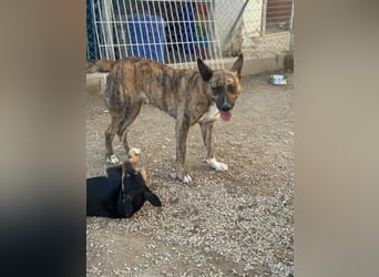 Bimba, wird immer übersehen