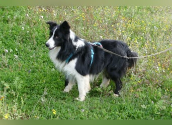 Poncho sucht sein Zuhause für immer