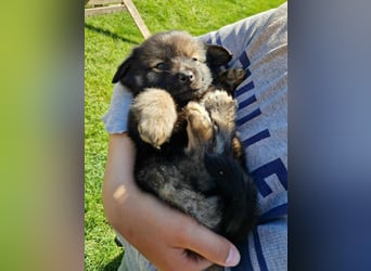 Welpe TEDDY - der kleine Mann freut sich auf sein Für-Immer Zuhause!