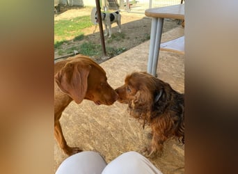 Levante sucht Vizsla Liebhaber