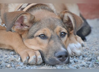 Zeigen Sie Mascha, was Liebe ist?