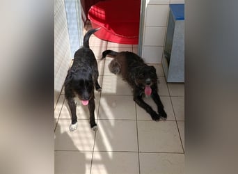 TOMILHO wünscht sich sein Traumkörbchen
