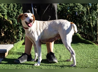 Iva, Mix Labrador / Podengo