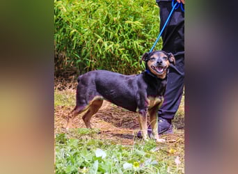 Fiona, Mix Pinscher / Chihuahua, lieb und verträglich
