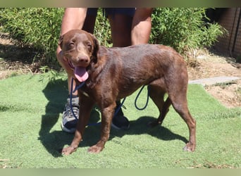 Zoe, Labrador-Mix, lieb und sozial
