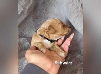 Maltipoo Welpen