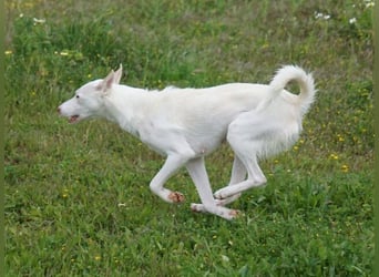 Mykeme (Spanien) - zarte Podenco-Mischlingshündin