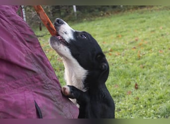 Gretchen: kennt nur das Tierheim